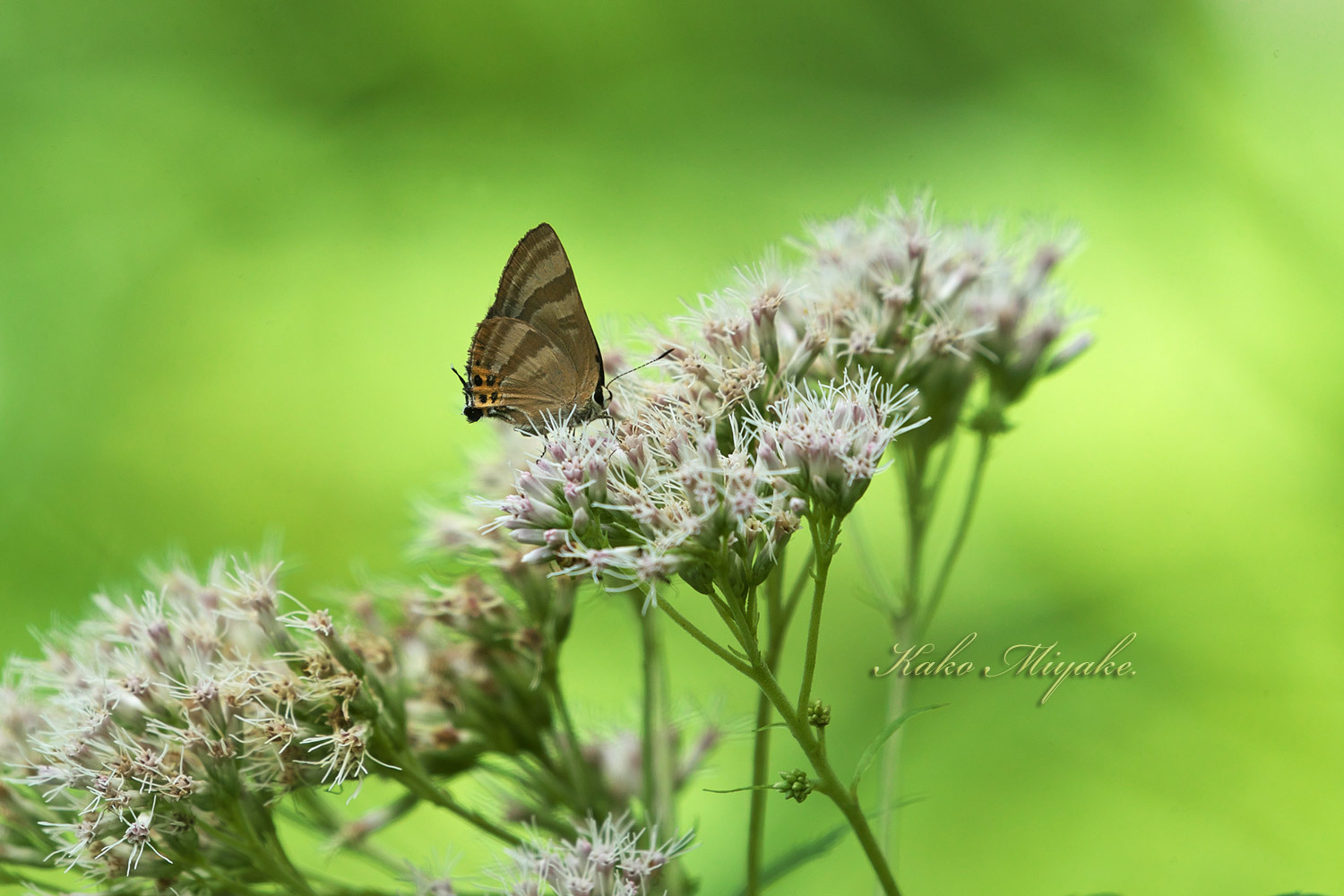 トラフシジミ（The Japanese Flash ）★★☆☆☆、　ウラナミシジミ（Long-tailed Blue ）　★☆☆☆☆ 　_d0013455_21154741.jpg