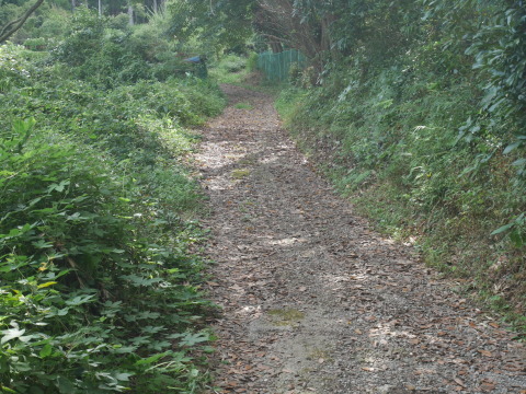 気になっていた神奈川県有竹林の下刈り実施8・27_c0014967_16172704.jpg