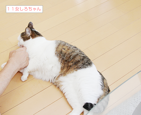 顔に出る猫_a0389088_09564158.jpg