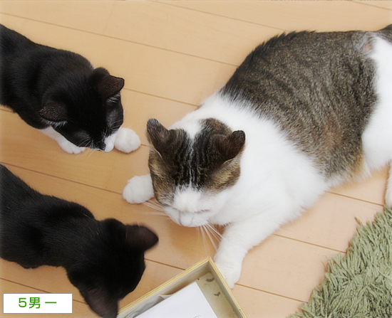 顔に出る猫_a0389088_09564234.jpg