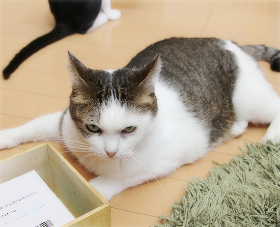 顔に出る猫_a0389088_09564254.jpg