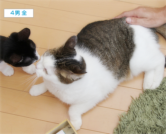 顔に出る猫_a0389088_09564290.jpg