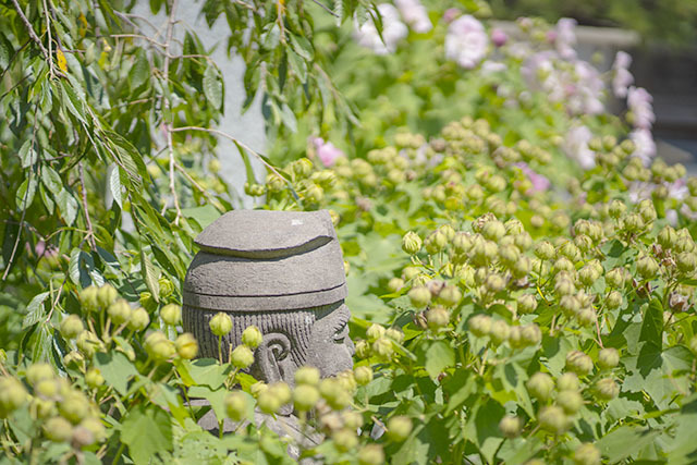 夏の鎌倉散歩・妙隆寺と本覚寺_b0145398_17342639.jpg