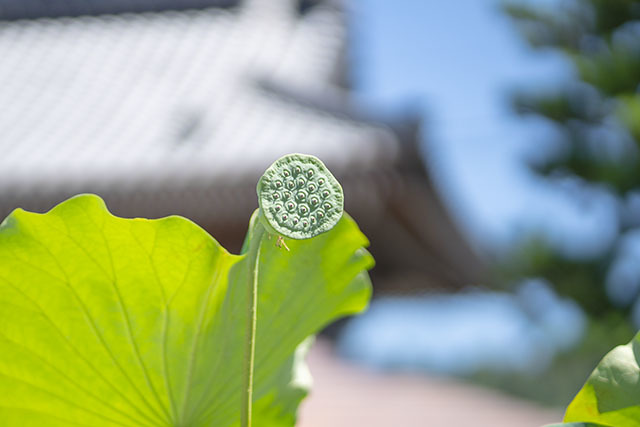 夏の鎌倉散歩・妙隆寺と本覚寺_b0145398_17383859.jpg