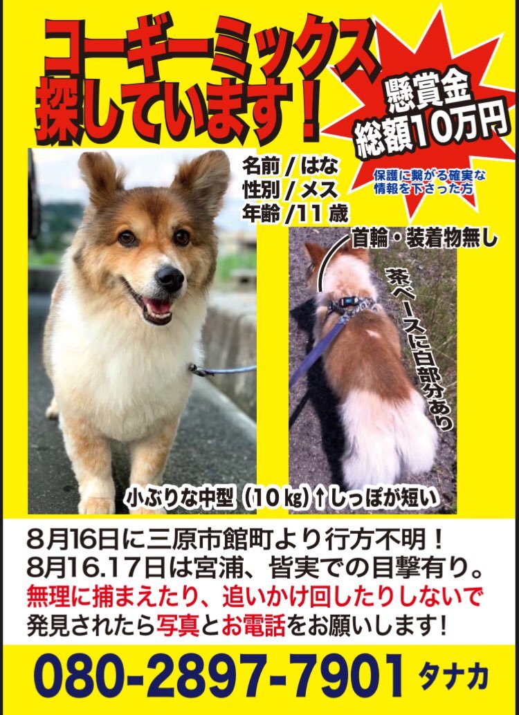 迷い犬のハナちゃん ペットケアタウン ブログ