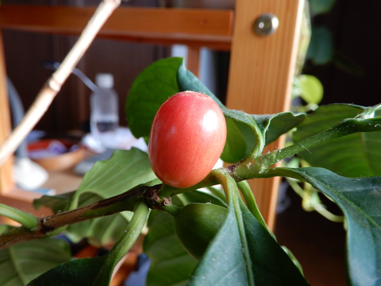 暑さは続く_c0025115_23271929.jpg