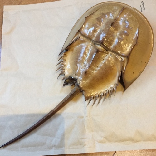 杵築市はカブトガニの生息地です_a0234142_19593279.jpeg