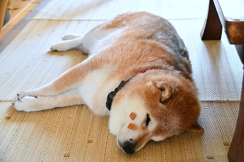 夏バテか?_b0314043_07431641.jpg
