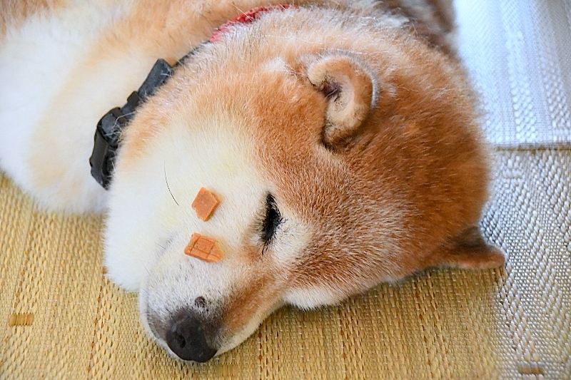 夏バテか?_b0314043_07434834.jpg