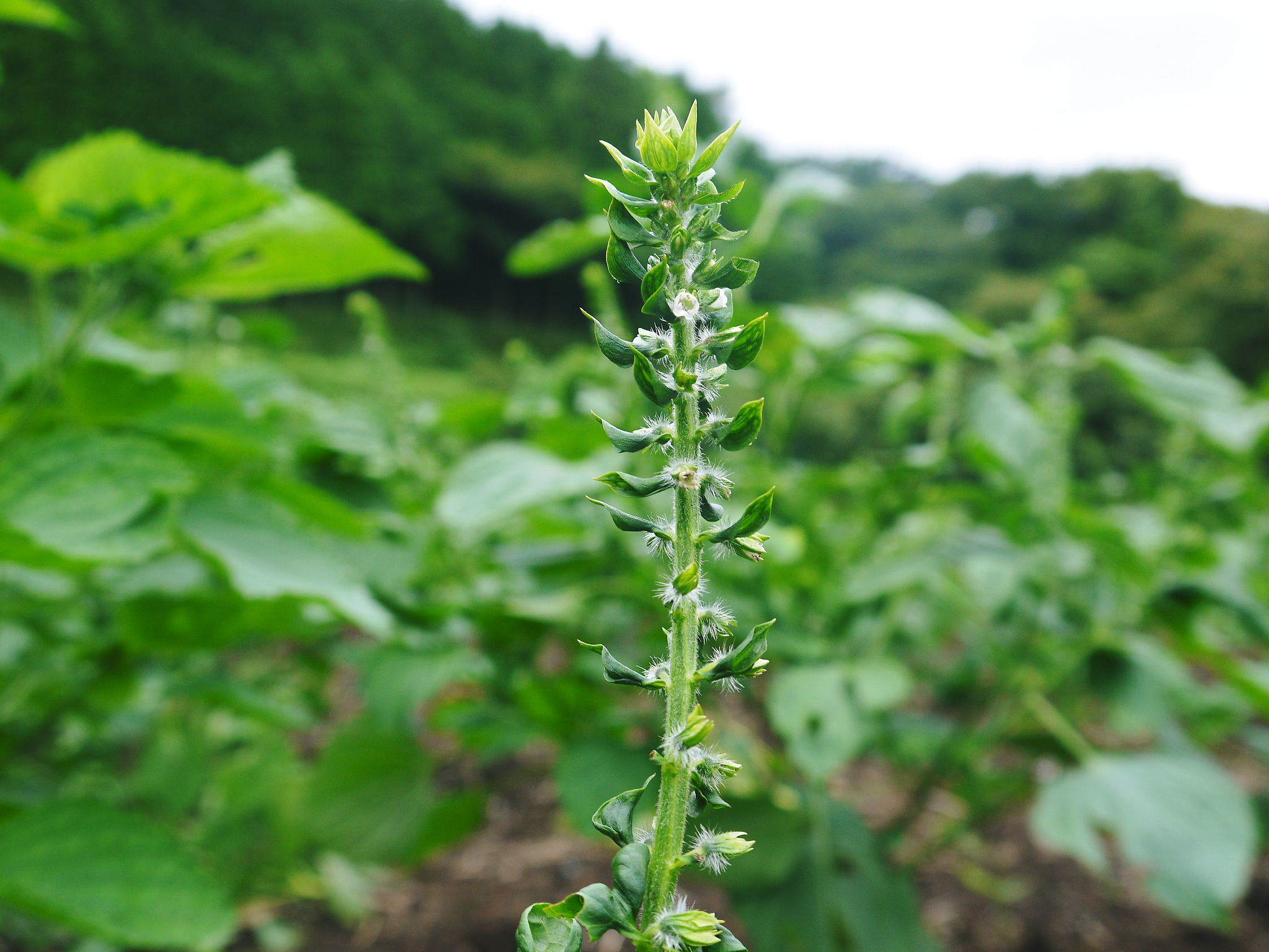 無農薬栽培の『焙煎えごま粒』数量限定再入荷!大好評『えごま油』も残りわずか!お急ぎ下さい!_a0254656_18343031.jpg
