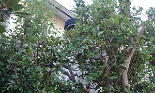 もっこくの木の剪定 私の部屋へようこそ 愛を込めて2 もっこくの木の剪定 私の部屋へようこそ 愛を込めて2