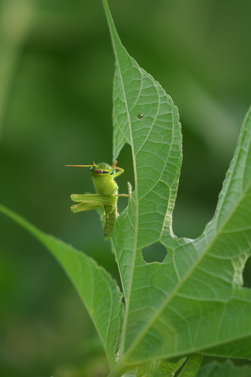 飄々として カマキリ 蟷螂 他 身近な自然を撮る