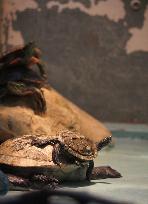 懐かし写真 水棲カメ盛り Puppet To Reptiles 懐かし写真 水棲カメ盛り Puppet To Reptiles
