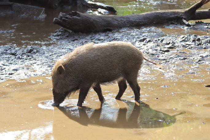 続々 動物園ありマス