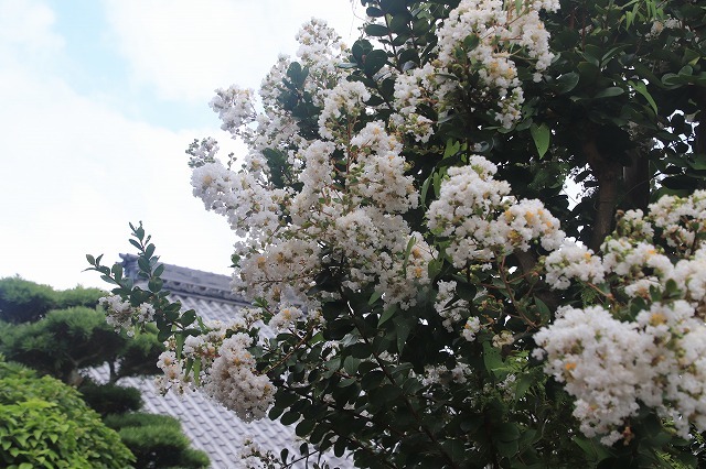 永昌寺の百日紅満開(撮影:8月25日)_e0321325_17572008.jpg