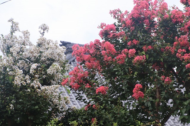 永昌寺の百日紅満開(撮影:8月25日)_e0321325_17573619.jpg