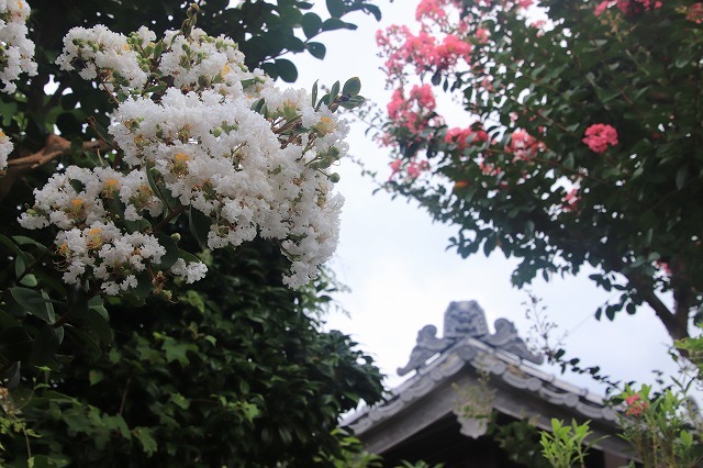 永昌寺の百日紅満開(撮影:8月25日)_e0321325_17584235.jpg