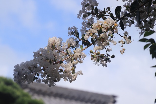 永昌寺の百日紅満開(撮影:8月25日)_e0321325_17585534.jpg