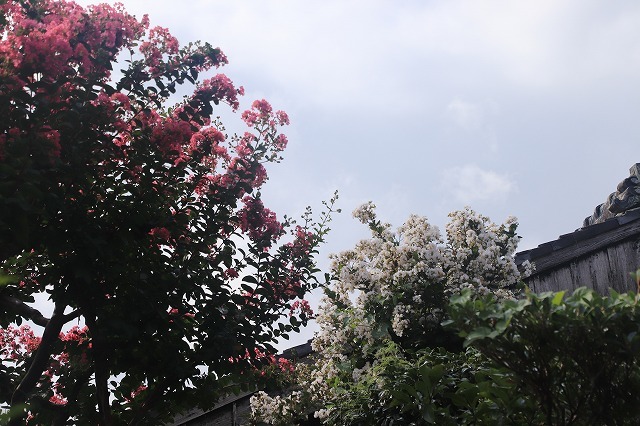 永昌寺の百日紅満開(撮影:8月25日)_e0321325_17591066.jpg