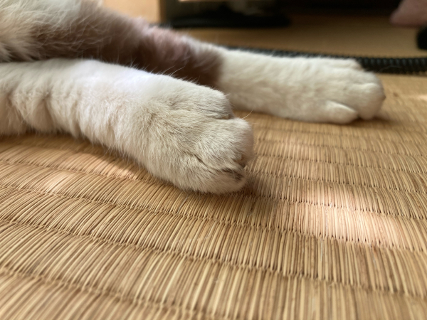 無料スタンプ配信中 両手のない猫 チビタと愉快な仲間たち 無料スタンプ配信中 両手のない猫 チビタと愉快な仲間たち