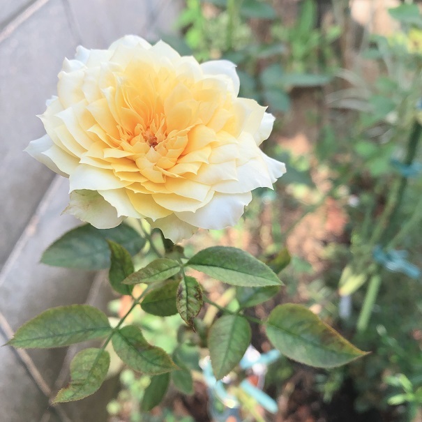 夏のバラ。_c0367433_10133113.jpg