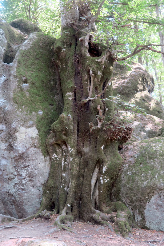 美しくブナと巨岩共に生き今はひとつに、チミーノ山 世界遺産のブナの森_f0234936_2320416.jpg