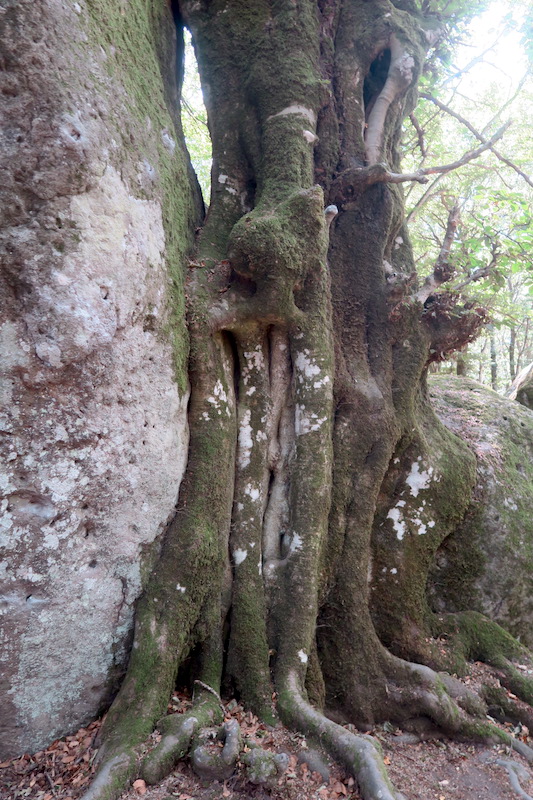 美しくブナと巨岩共に生き今はひとつに、チミーノ山 世界遺産のブナの森_f0234936_23221819.jpg
