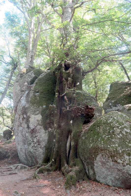 美しくブナと巨岩共に生き今はひとつに、チミーノ山 世界遺産のブナの森_f0234936_2325264.jpg