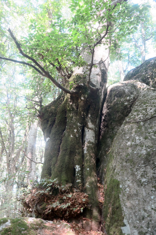 美しくブナと巨岩共に生き今はひとつに、チミーノ山 世界遺産のブナの森_f0234936_23264450.jpg