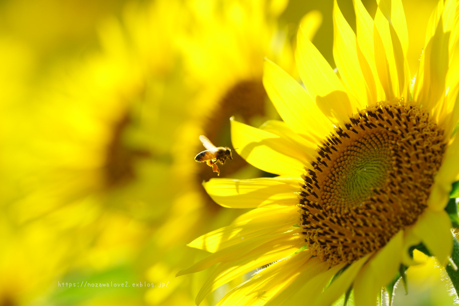 飯山市 菜の花公園の朝から夕方 野沢温泉とその周辺いろいろ２