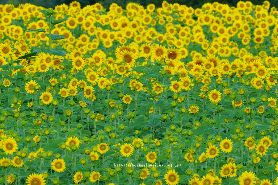 飯山市 菜の花公園の朝から夕方 野沢温泉とその周辺いろいろ２