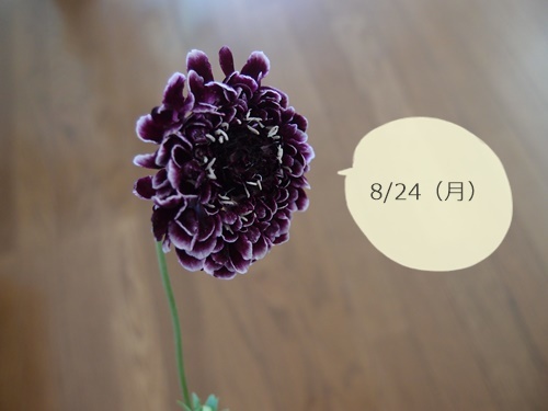ハナノヒ8月4週目 ふたりで暮らす ハナノヒ8月4週目 ふたりで暮らす