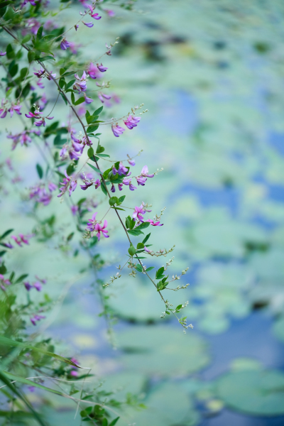 紫の花 ふわふわ日和