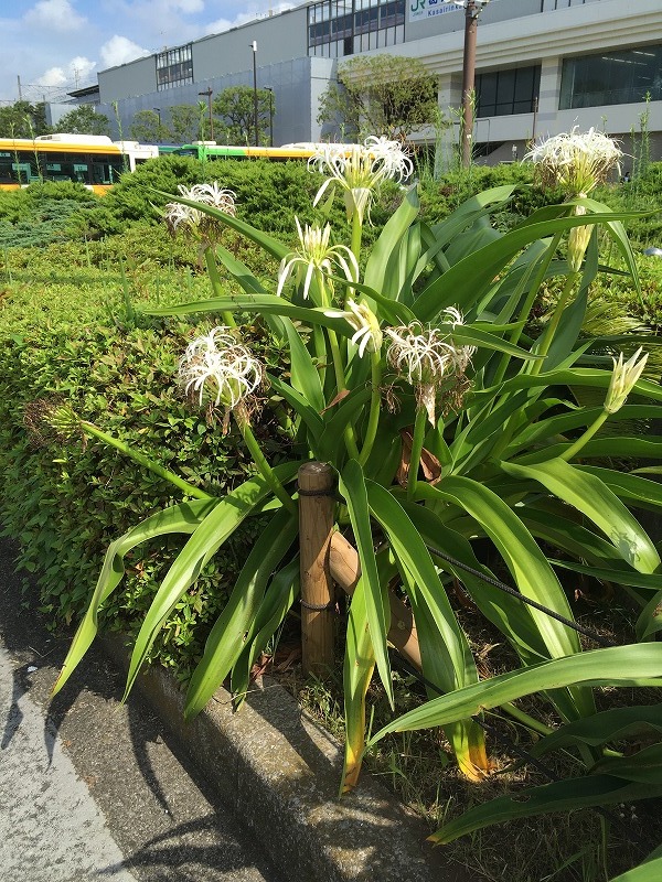 葛西臨海公園のハマオモト（ハマユウ） : 東京いきものブログ