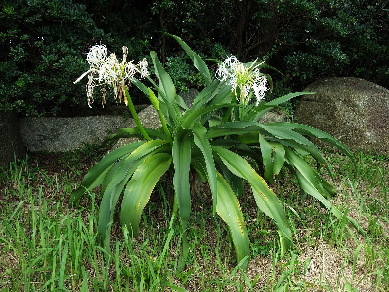 葛西臨海公園のハマオモト（ハマユウ） : 東京いきものブログ