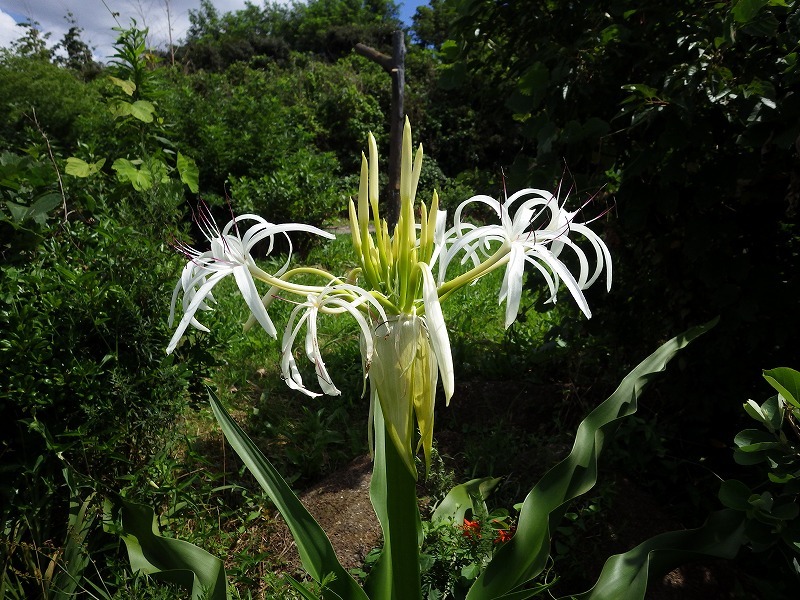 葛西臨海公園のハマオモト（ハマユウ） : 東京いきものブログ