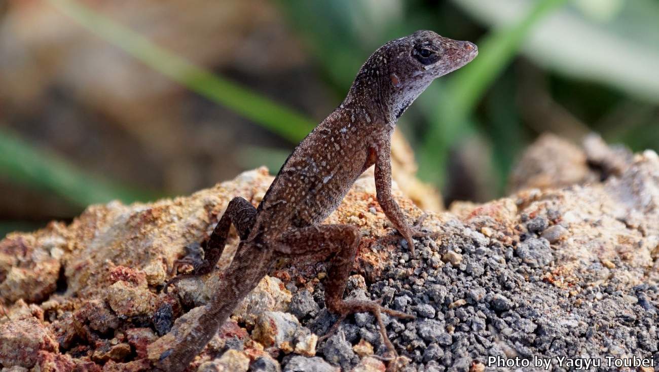 ベリーズ 自宅周辺のトカゲたち とことん写真
