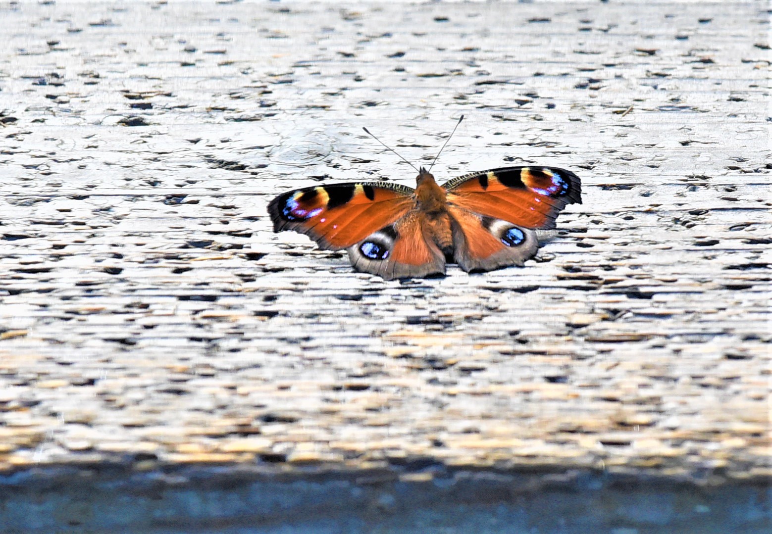 アサギマダラ クジャクチョウ♪_e0405682_17055356.jpg