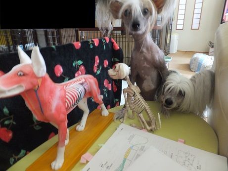 骨格と筋肉の勉強 毎日笑顔 裸犬 温 真珠 絆愛 骨格と筋肉の勉強 毎日笑顔 裸犬 温 真珠 絆愛