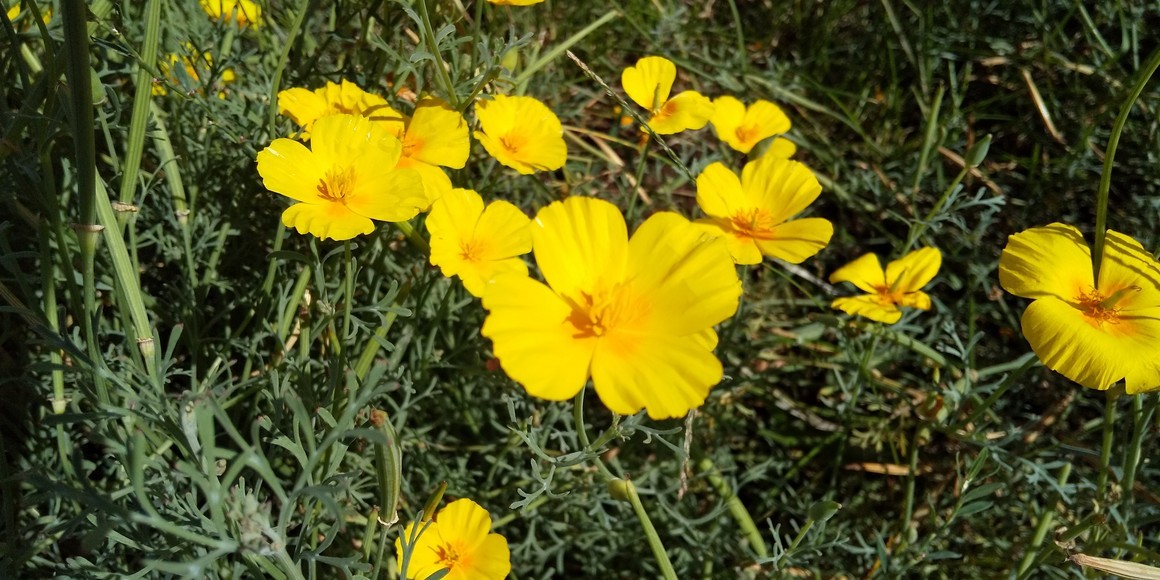 植物の不思議_b0198109_18142679.jpg