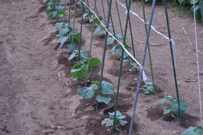 さつま芋の葉が紫色に変わっています 甲府の野菜畑