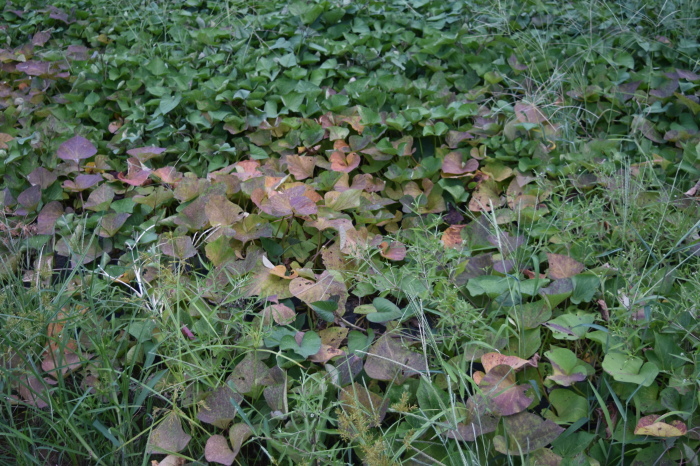 さつま芋の葉が紫色に変わっています 甲府の野菜畑