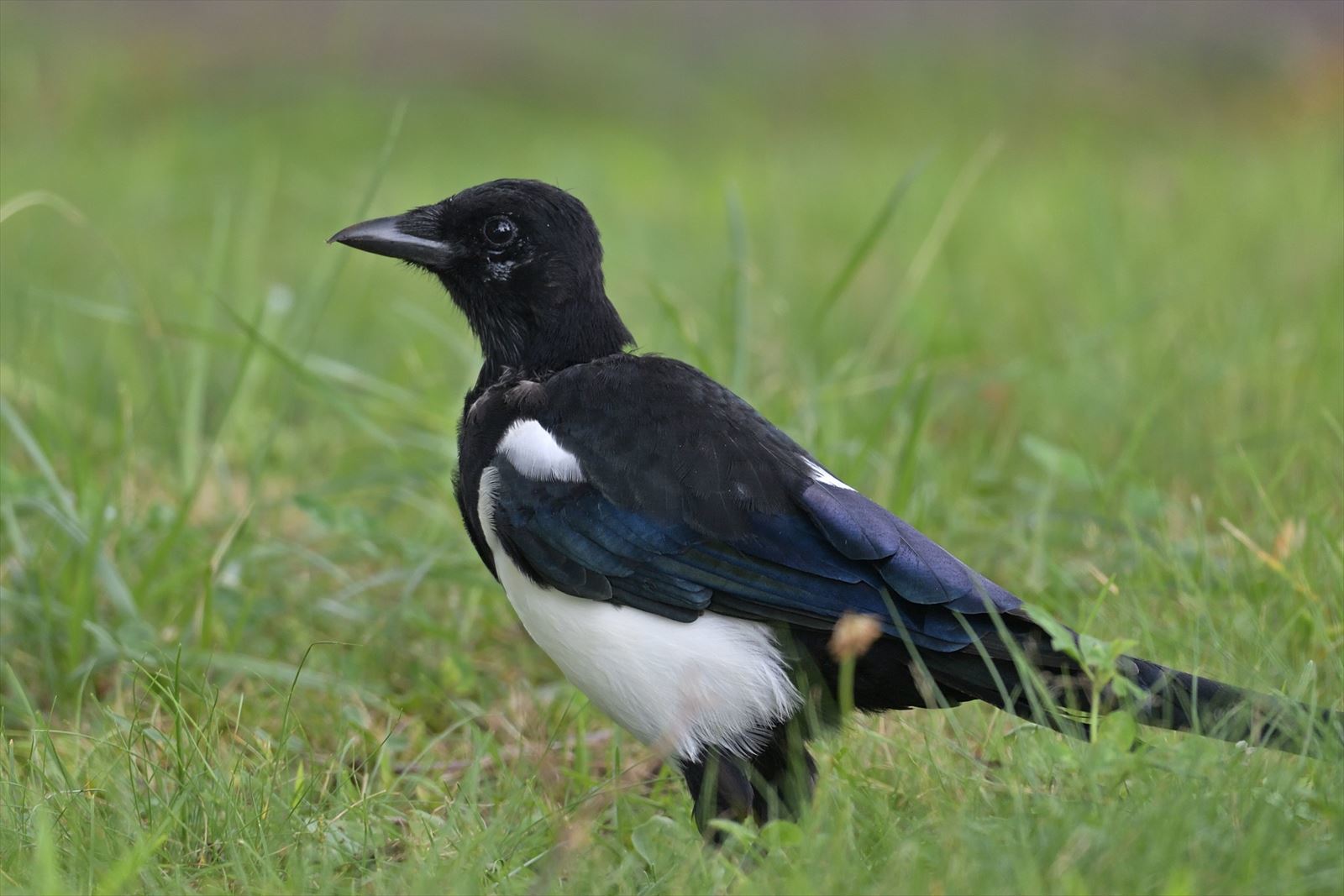 カササギは可愛くて面白い鳥 やぁやぁ