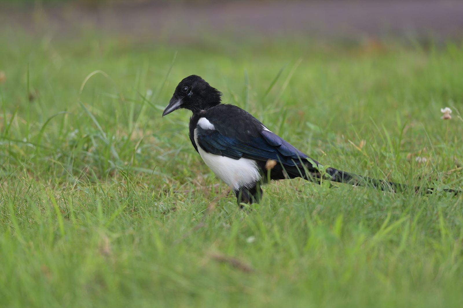 カササギは可愛くて面白い鳥 やぁやぁ