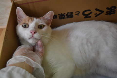 _f0078320_16164260.jpeg