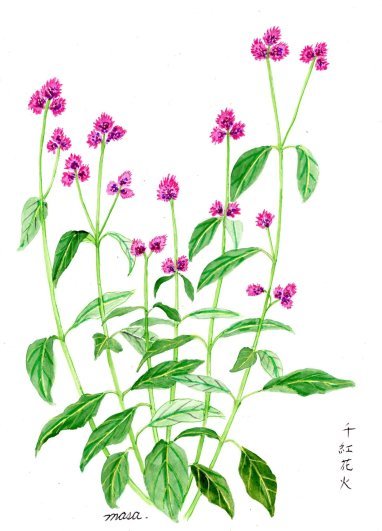 千紅花火 がちゃぴん秀子の日記 千紅花火 がちゃぴん秀子の日記