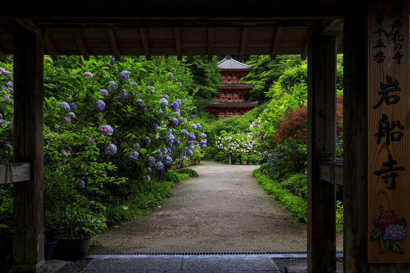 岩船寺の紫陽花たち_f0155048_22491862.jpg