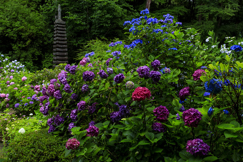 岩船寺の紫陽花たち_f0155048_22564642.jpg