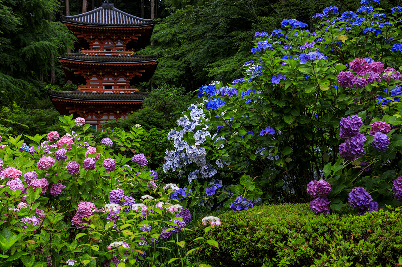 岩船寺の紫陽花たち_f0155048_2319462.jpg