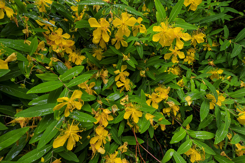 岩船寺の紫陽花たち_f0155048_23244723.jpg